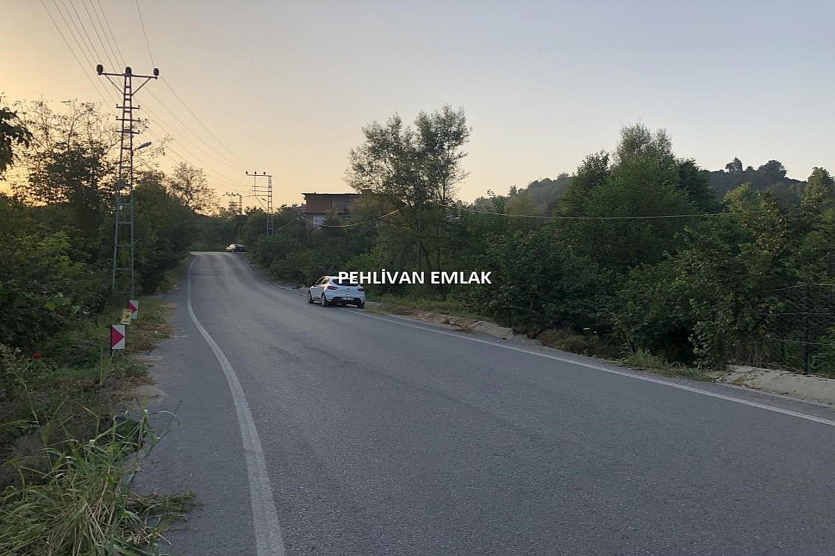 Alaplı Yol Kenarı Satılık Fındık Bahçesi