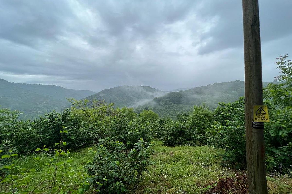 Alaplı Dereli Köyü Satılık Fındık Bahçesi