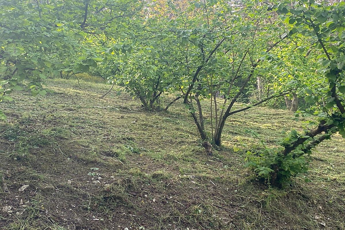 Alaplı Osmanlı Köyünde 250 Ocak Satılık Fındıklık