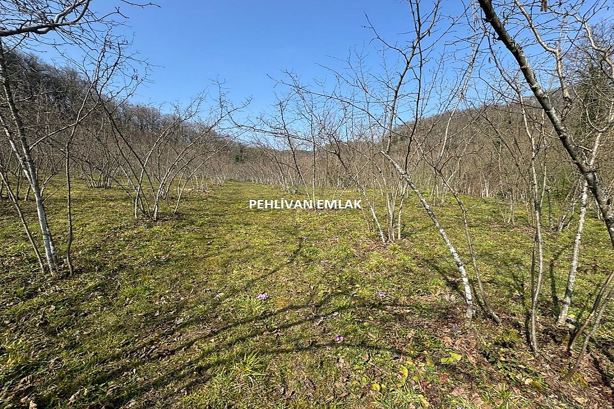 Alaplı Alioğlu Köyü 4300 m2 Satılık Fındıklık